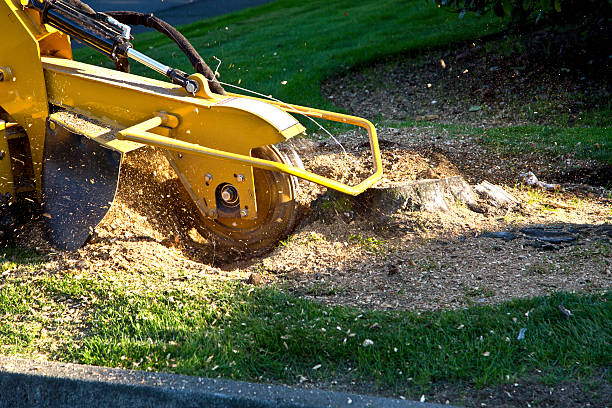 Residential Tree Removal in Canton, PA